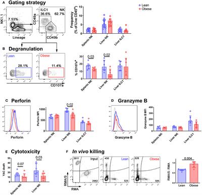 The Obese Liver Environment Mediates Conversion of NK Cells to a Less Cytotoxic ILC1-Like Phenotype